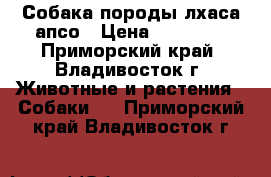 Собака породы лхаса апсо › Цена ­ 20 000 - Приморский край, Владивосток г. Животные и растения » Собаки   . Приморский край,Владивосток г.